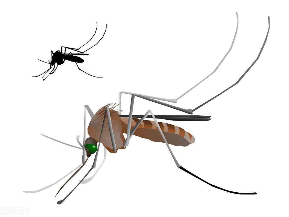 蚊子有多少颗牙齿（你不知道的知识：其实蚊子也有牙齿，而且还有22颗！）(图1)