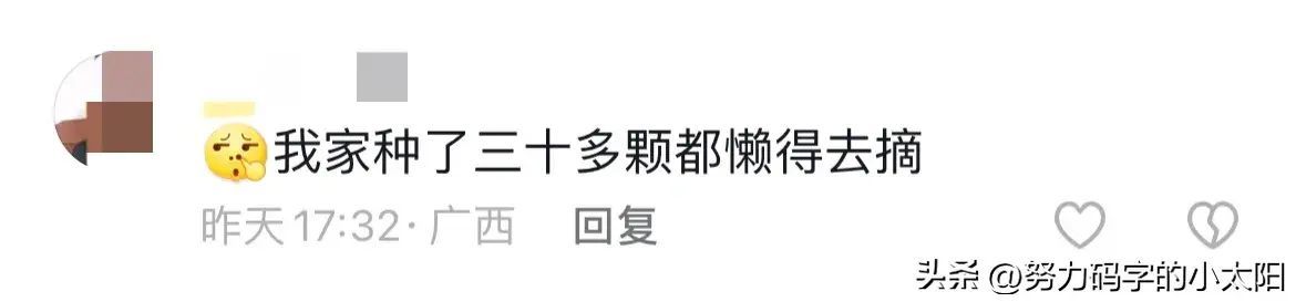 夏威夷果市场价多少钱一斤（破防了！广西居然也有夏威夷果，网友：妈，你瞒得太深了！）(图15)