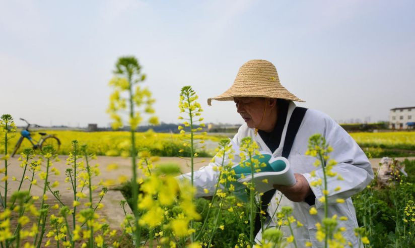 旱稻种子多少钱一斤（水稻2块钱 一斤，为什么种子能够50块钱一斤？）(图2)