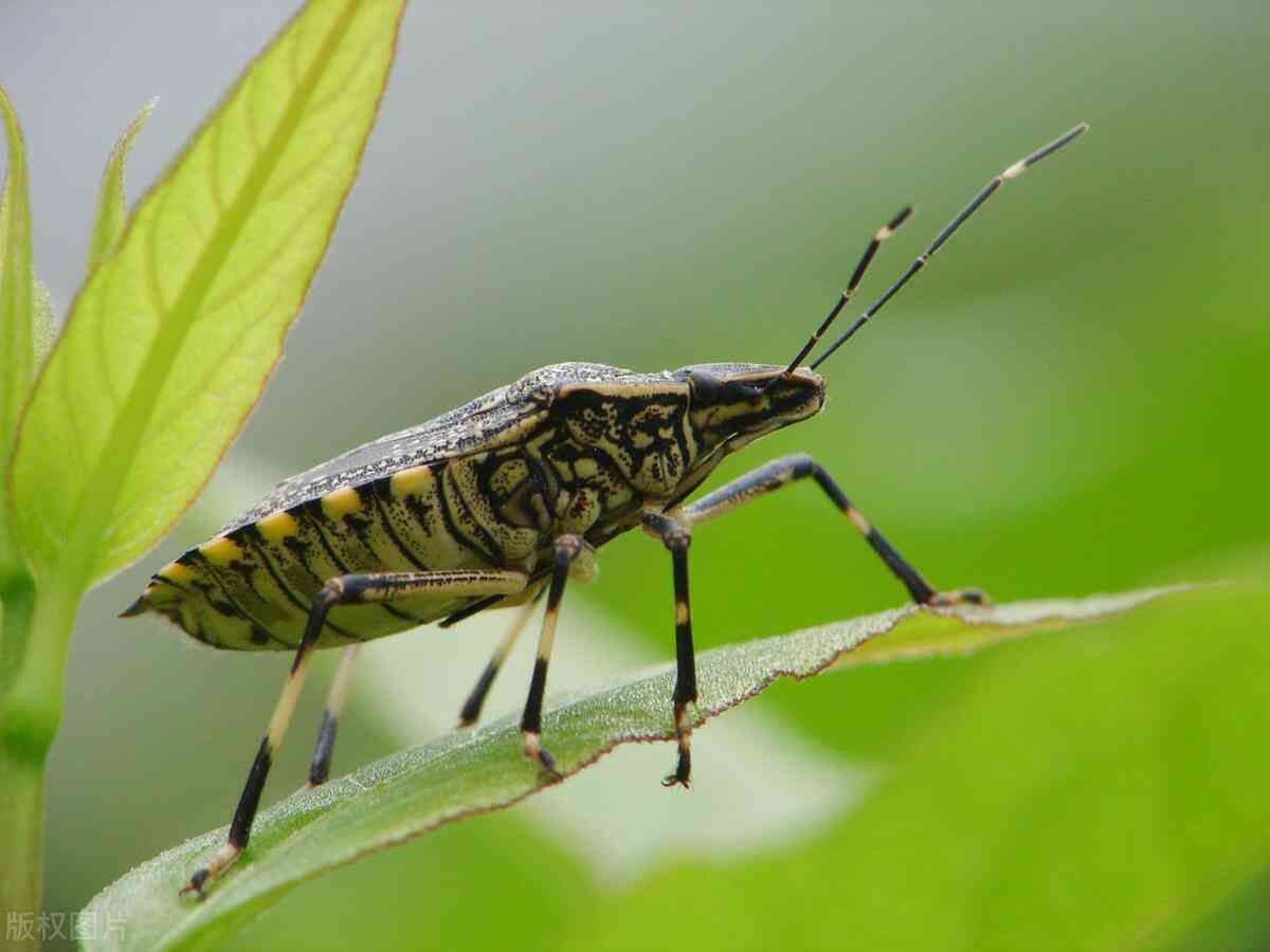 臭虫会飞吗（认识臭屁虫：黑色、有硬壳、会飞、振翅嗡嗡嗡的、形似大头苍蝇）(图1)