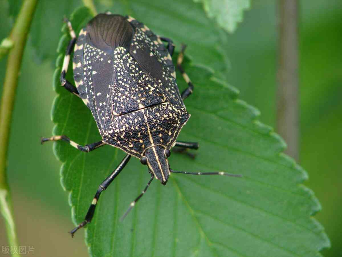 臭虫会飞吗（认识臭屁虫：黑色、有硬壳、会飞、振翅嗡嗡嗡的、形似大头苍蝇）(图3)