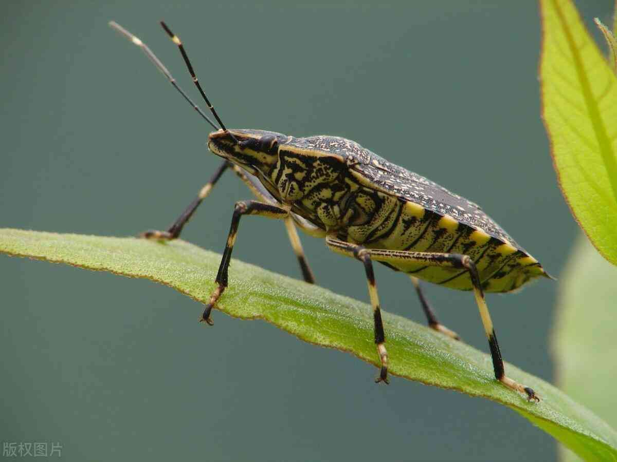 臭虫会飞吗（认识臭屁虫：黑色、有硬壳、会飞、振翅嗡嗡嗡的、形似大头苍蝇）(图5)