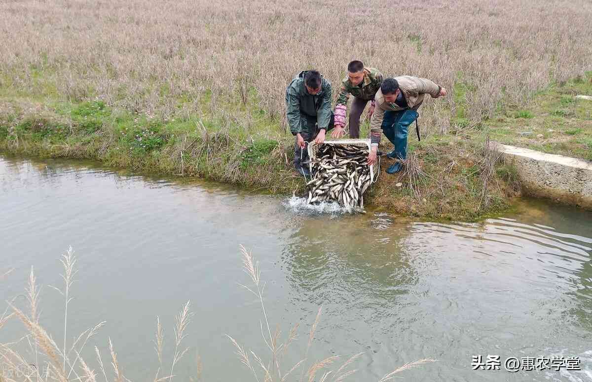 草鱼苗多少钱一尾（养鱼新手必备：优质鱼苗市场行情与推荐品种一览）(图3)