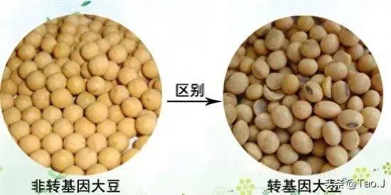 转基因大豆和非转基因大豆的区别（转基因大豆与非转基因大豆的区别，来认识认识和鉴别！）(图1)