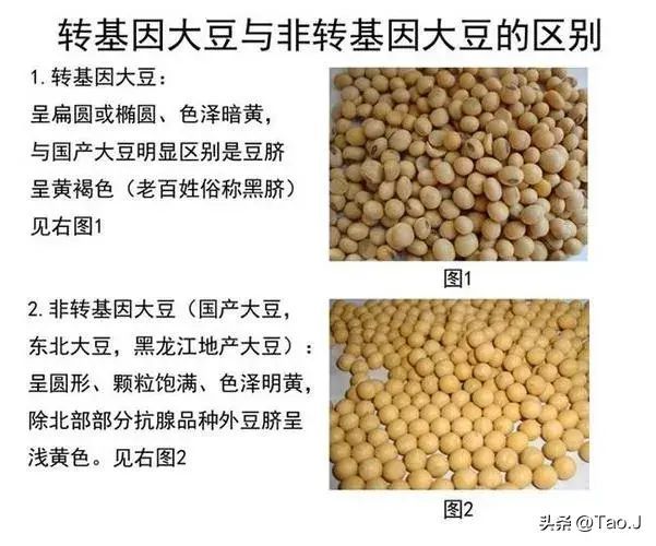 转基因大豆和非转基因大豆的区别（转基因大豆与非转基因大豆的区别，来认识认识和鉴别！）(图2)