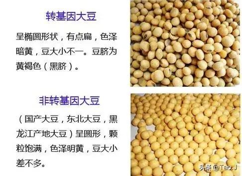 转基因大豆和非转基因大豆的区别（转基因大豆与非转基因大豆的区别，来认识认识和鉴别！）(图3)