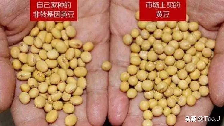 转基因大豆和非转基因大豆的区别（转基因大豆与非转基因大豆的区别，来认识认识和鉴别！）(图4)