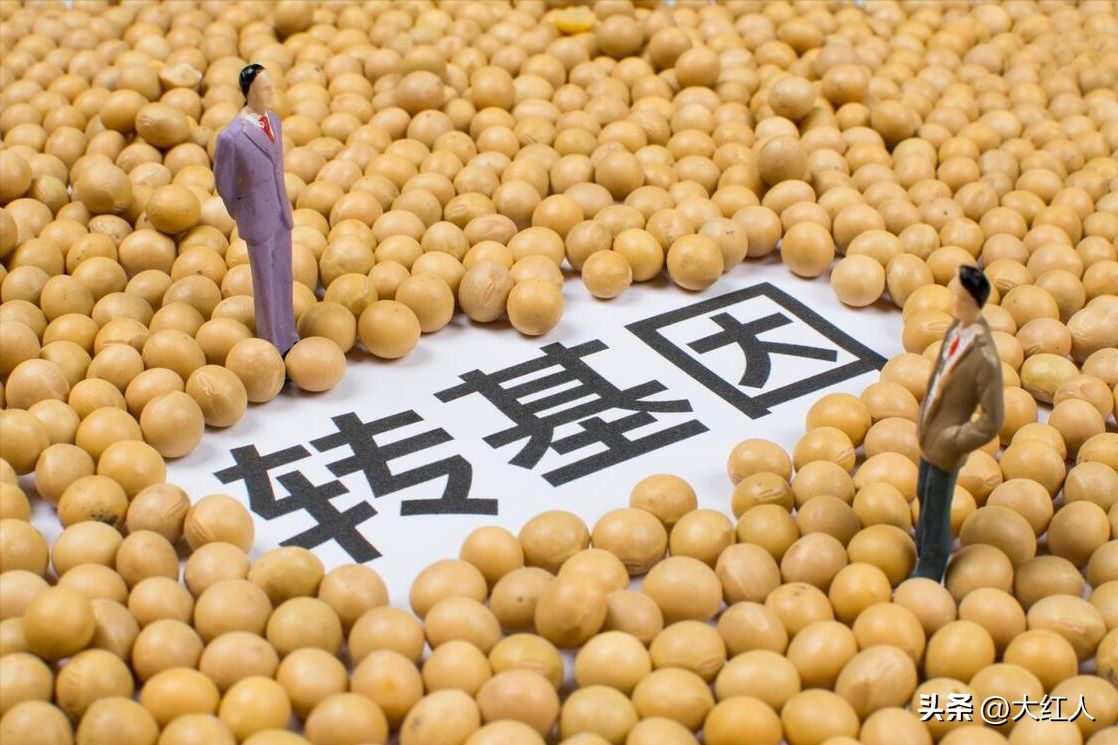 转基因食品对人有什么影响（转基因食品对人有害吗？国家为何放开转基因种植进入中国？）(图3)