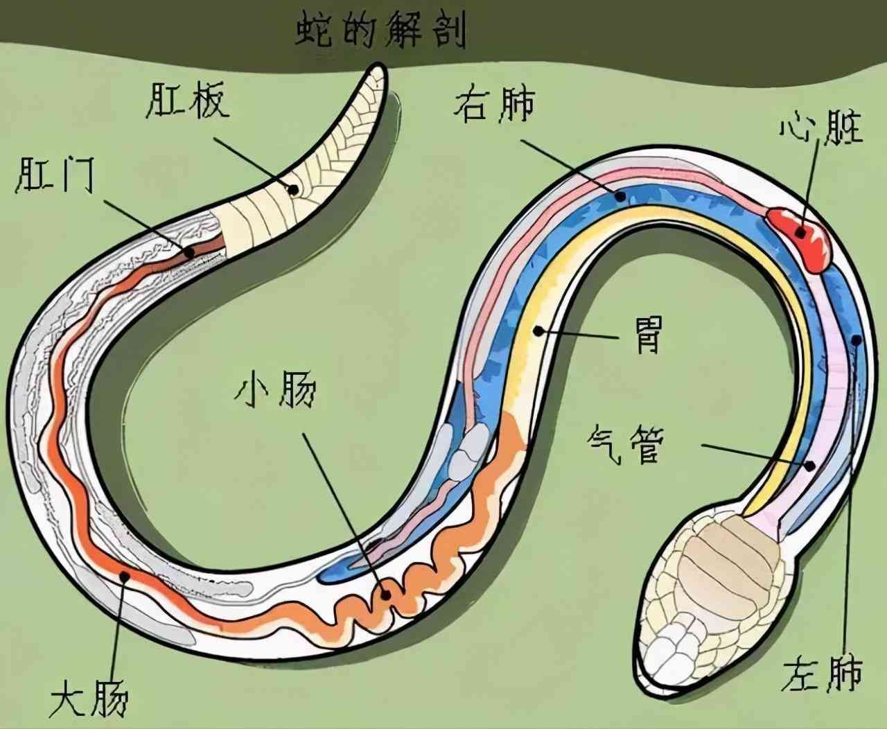 为什么蛇不咬小孩（两岁男童与眼镜蛇对峙1分钟，蛇为什么没攻击他？被咬后怎么处理）(图14)