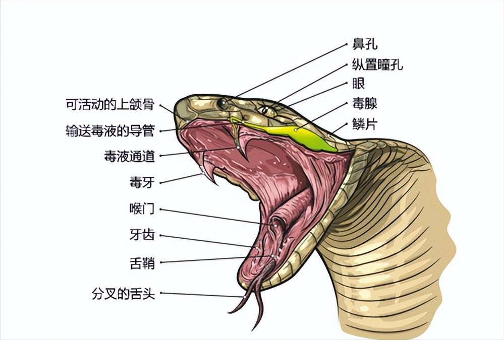 为什么蛇不咬小孩（云南少年被蛇“钟爱”，与25条蛇共枕而眠17年，为何蛇不咬人？）(图17)