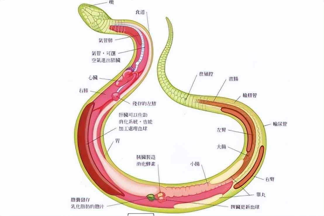 为什么蛇不咬小孩（云南少年被蛇“钟爱”，与25条蛇共枕而眠17年，为何蛇不咬人？）(图18)