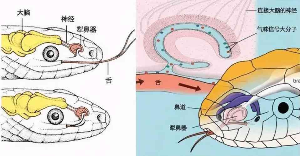 为什么蛇不咬小孩（云南少年被蛇“钟爱”，与25条蛇共枕而眠17年，为何蛇不咬人？）(图19)