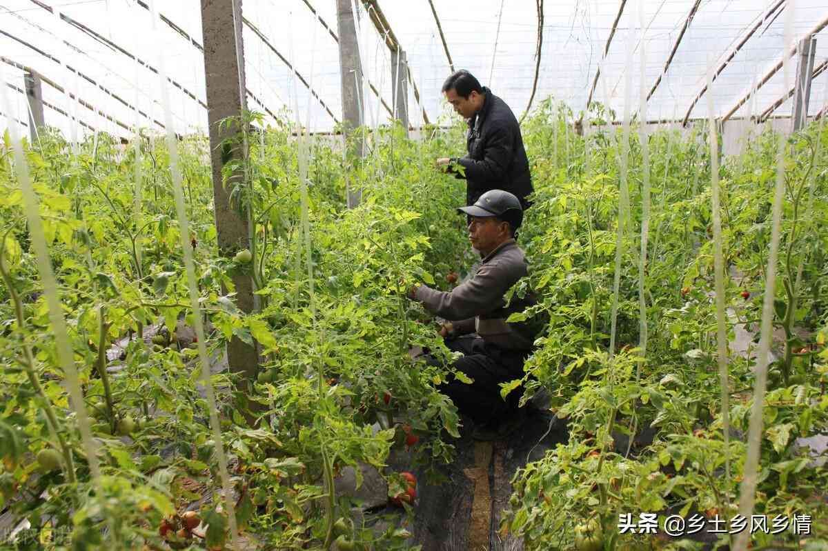 西红柿怎样修枝打叉（西红柿怎样整枝打杈，学会这三种方法，产量会翻一番）(图2)