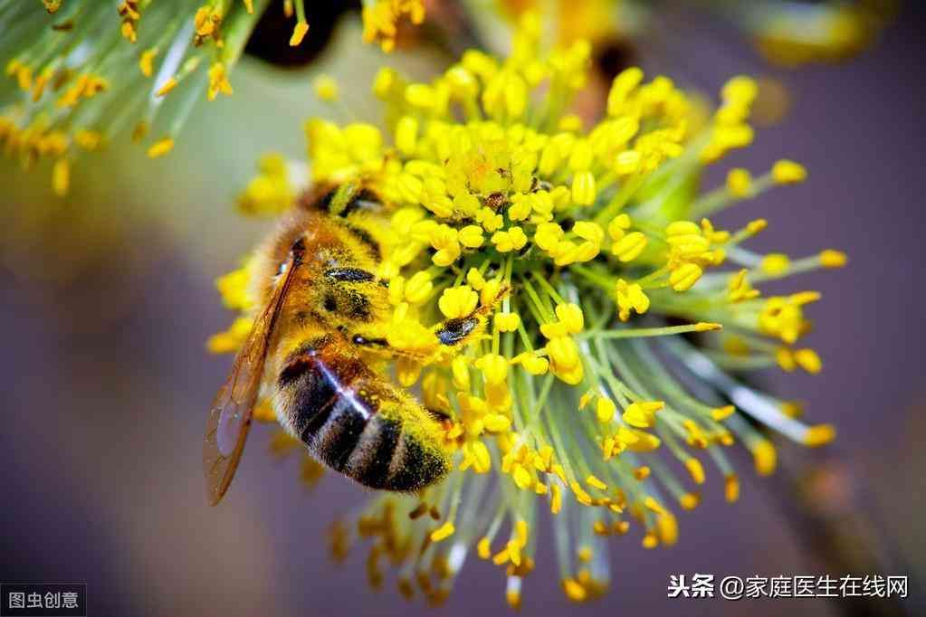 蜜蜂蛰了怎么处理（被蜜蜂蛰了会有毒吗？之后怎么处理？不用担心，做好这3点就行）(图2)