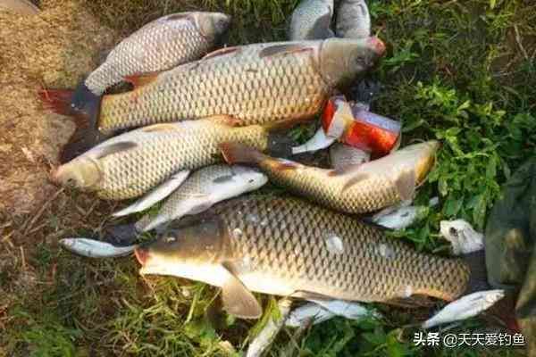 钓鲤鱼饵料配方（四款民间钓鲤鱼自制饵料配方，取材随意制作简单，比商品饵效果好）(图1)