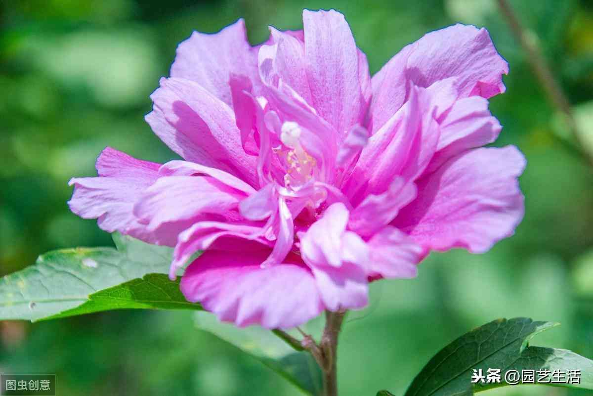 木槿花怎么做好吃（木槿花不仅花美，做的美食也很美味，正值木槿花期，可以尝试做做）(图2)