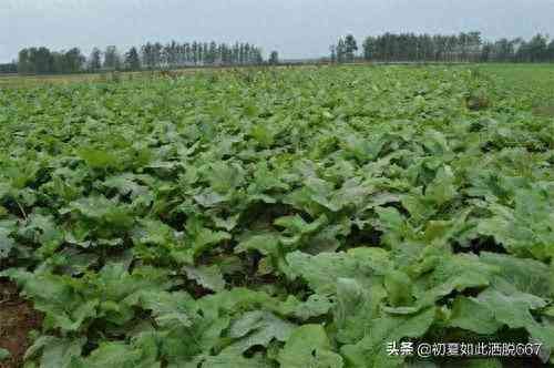 在农村种植什么比较挣钱（农村种植什么最赚钱）