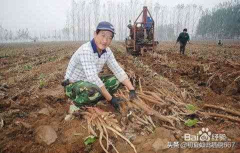 在农村种植什么比较挣钱（农村种植什么最赚钱？）(图2)