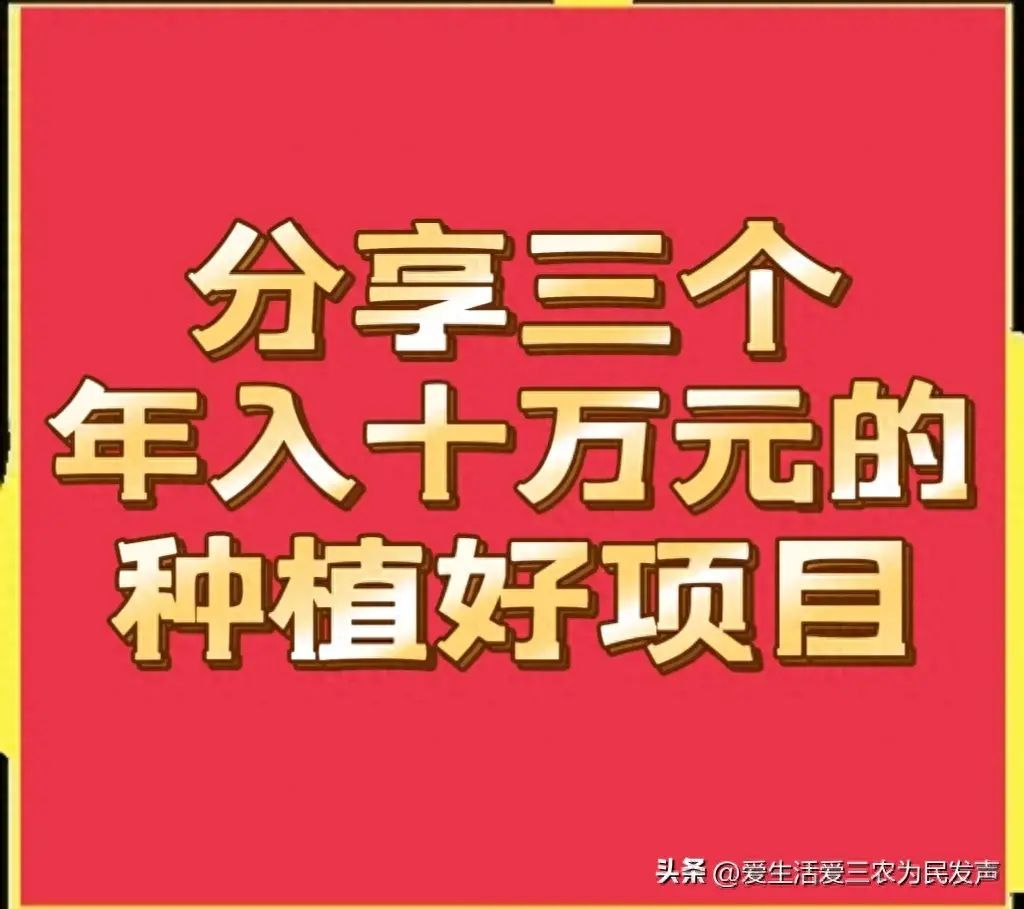 在农村种植什么比较挣钱（年收入十万元以上种植什么利润如此惊人）