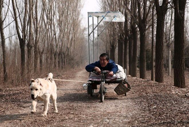 关于雪橇狗的电影（十三部犬类电影，狗是人类最忠实的朋友，）(图2)