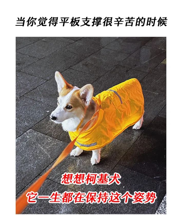 柯基犬平板支撑.jpg