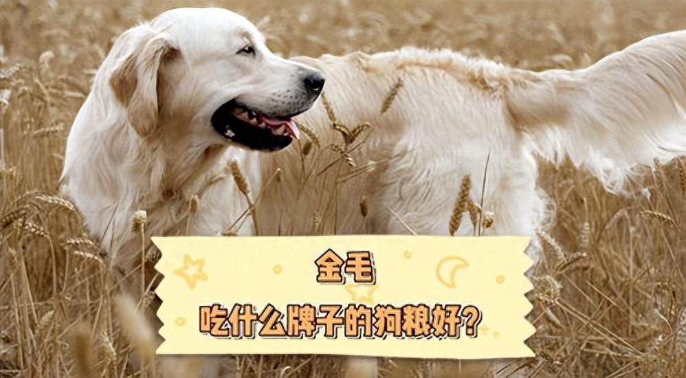 金毛专用狗粮排行榜（金毛犬狗粮排行榜）(图1)