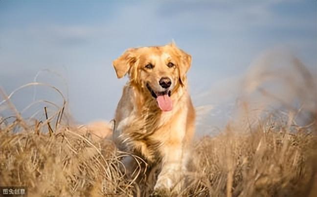 金毛专用狗粮排行榜（金毛犬狗粮排行榜）(图7)