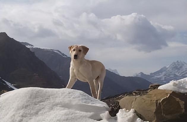 金毛专用狗粮排行榜（金毛犬狗粮排行榜）(图9)