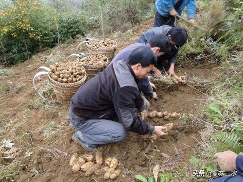 种植什么赚钱快不愁卖（农民在家种什么一亩地能赚3万元）(2)