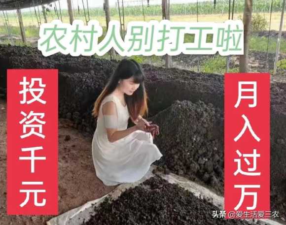 创业投资项目选择的标准（农村创业小项目推荐成本低简单）(6)